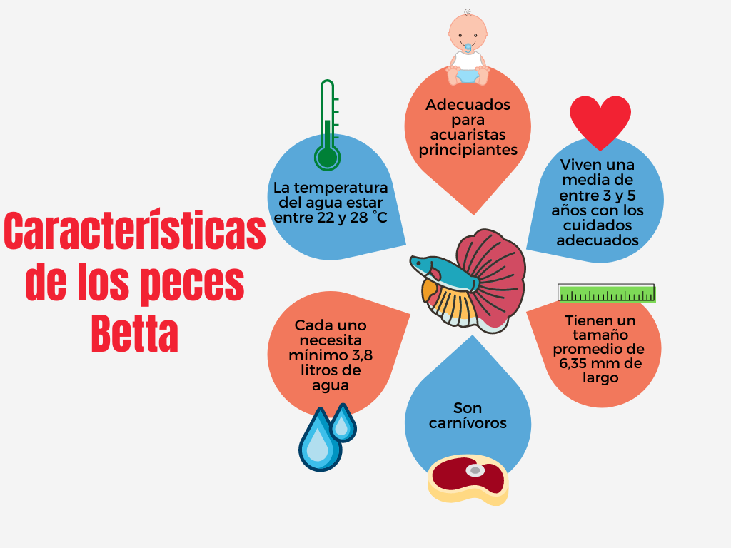 Infografía que explica las características peces betta
