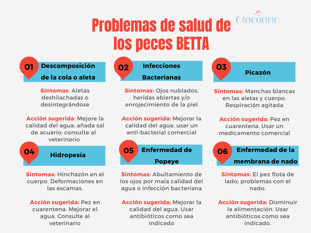 infografia sobre los problemas de salud de los peces betta