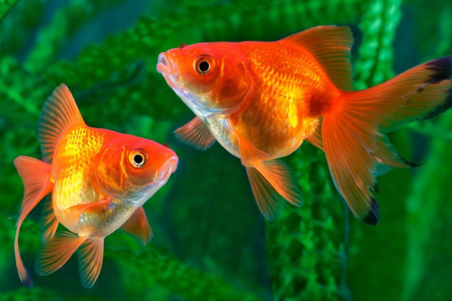 Pez goldfish