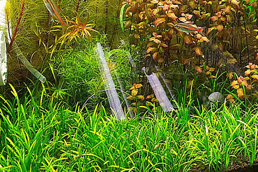 Plantas de acuario Sagittaria enana